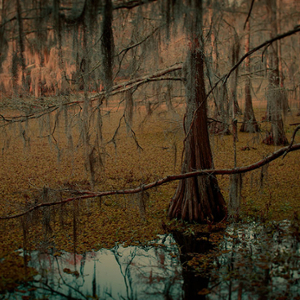 Keith Carter - Cypress Swamp