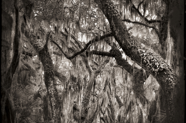 Dishman Art Museum presents Keith Carter's Ghostlight