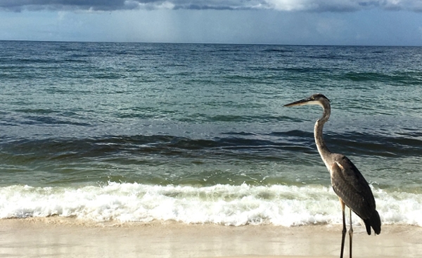 EPA awards more than $440,000 to LU to promote healthy, resilient Gulf Coast